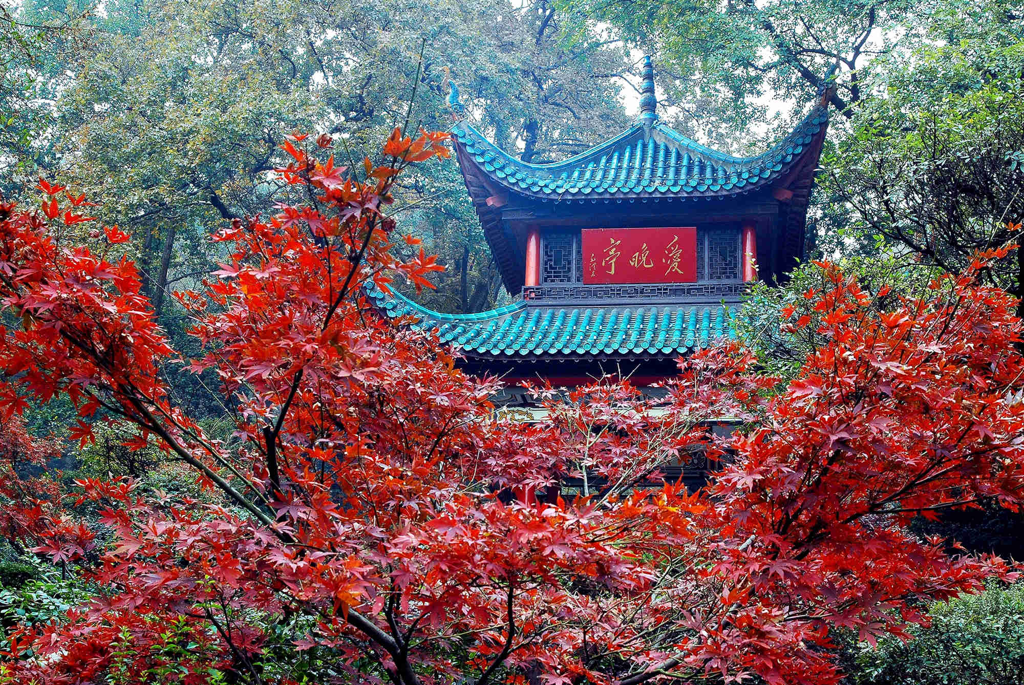 麓山红枫|湖大秋景|湖大枫叶|岳麓山枫叶|爱晚亭|湖大校园风光